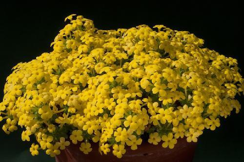 dionysia-lurorum-alpine-garden-society